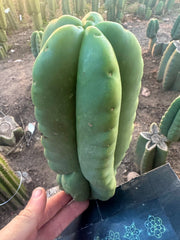 💎👑💎  Ferah! — Fat 10” Pup