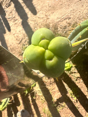 👑🌶️ More Jiimz Twin Spine  — 12” Tips