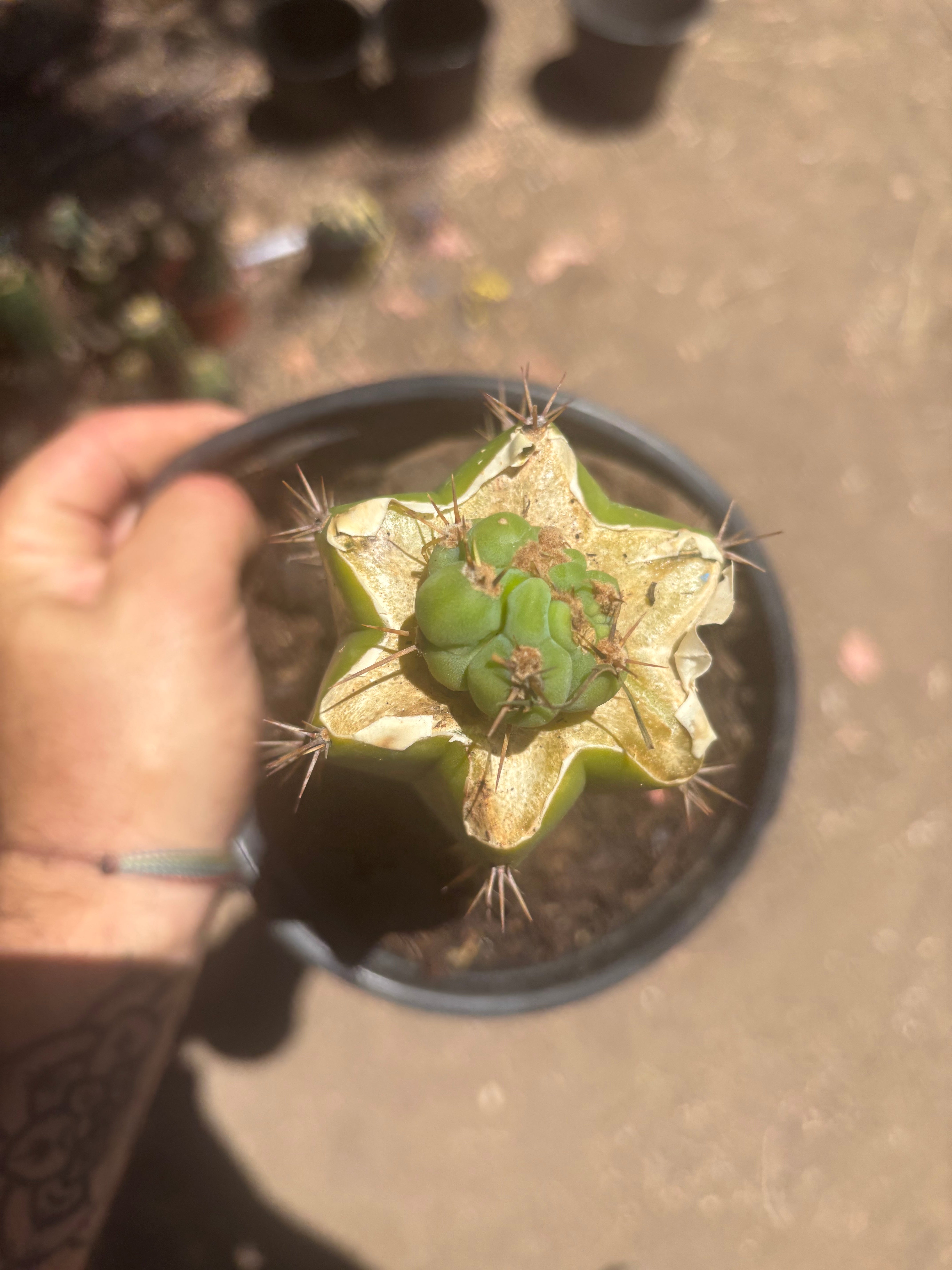 💎🌶️🌶️ NOM — Pup Graft On Seed Grown Rooted Stock