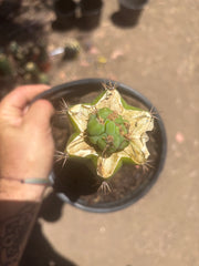 💎🌶️🌶️ NOM — Pup Graft On Seed Grown Rooted Stock