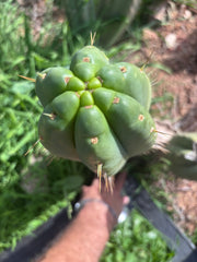 👑💎🌶️ Yowie — Beefy XL 15” Pup