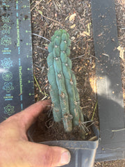 👑 Chala — Rooted 9” Tip