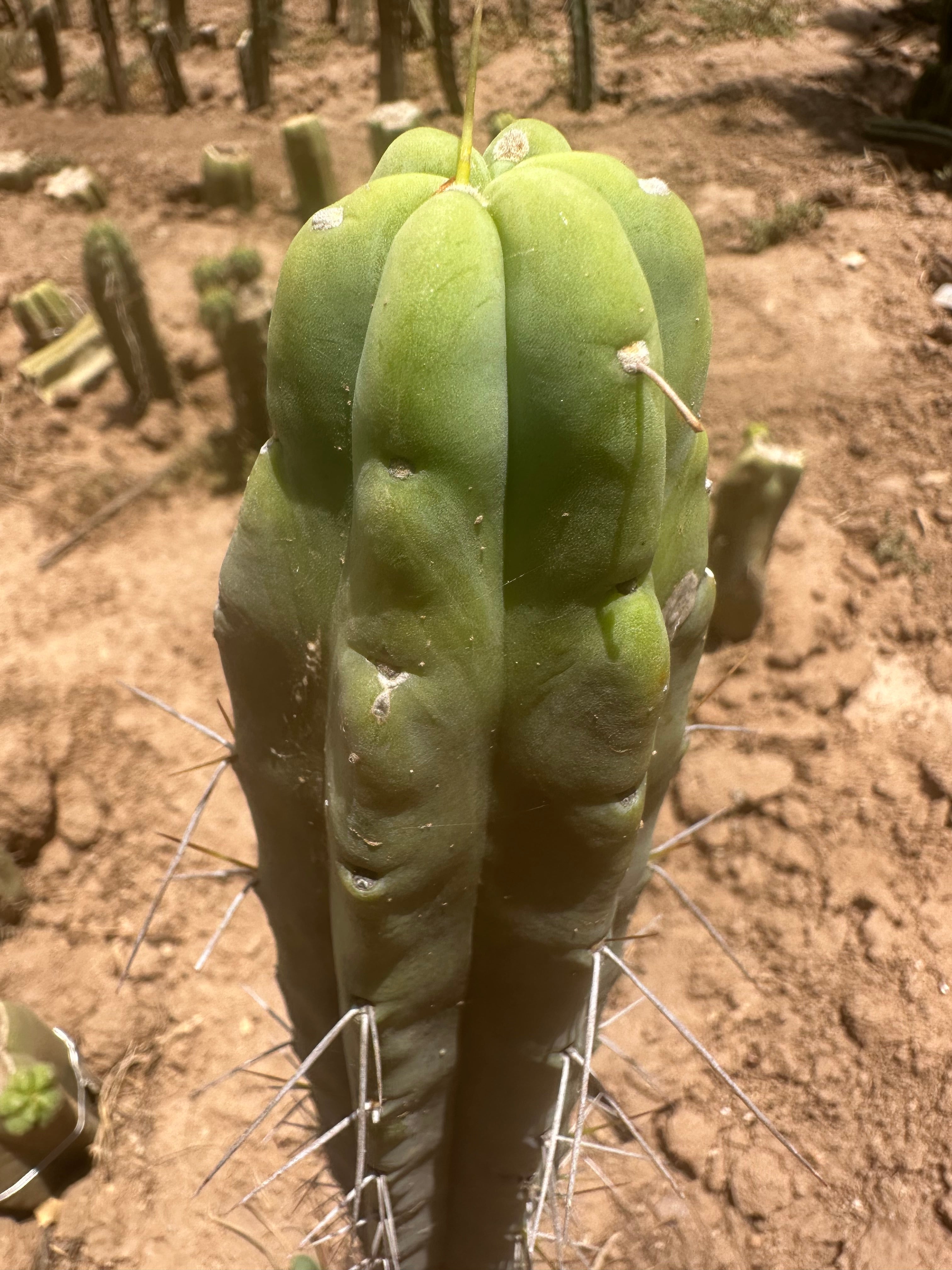 👑🌶️ SS02 — 10” Tip