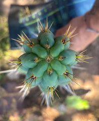 👑 Chala, The Backeburg Clone — 11.5” Tip