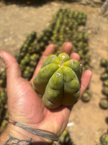 NEW Add-On Freebie — Bridgesii Tips