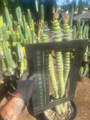 💎👑💎🦄 Varispiralis  — Stunning XL Tri-Column Rooted Showpiece