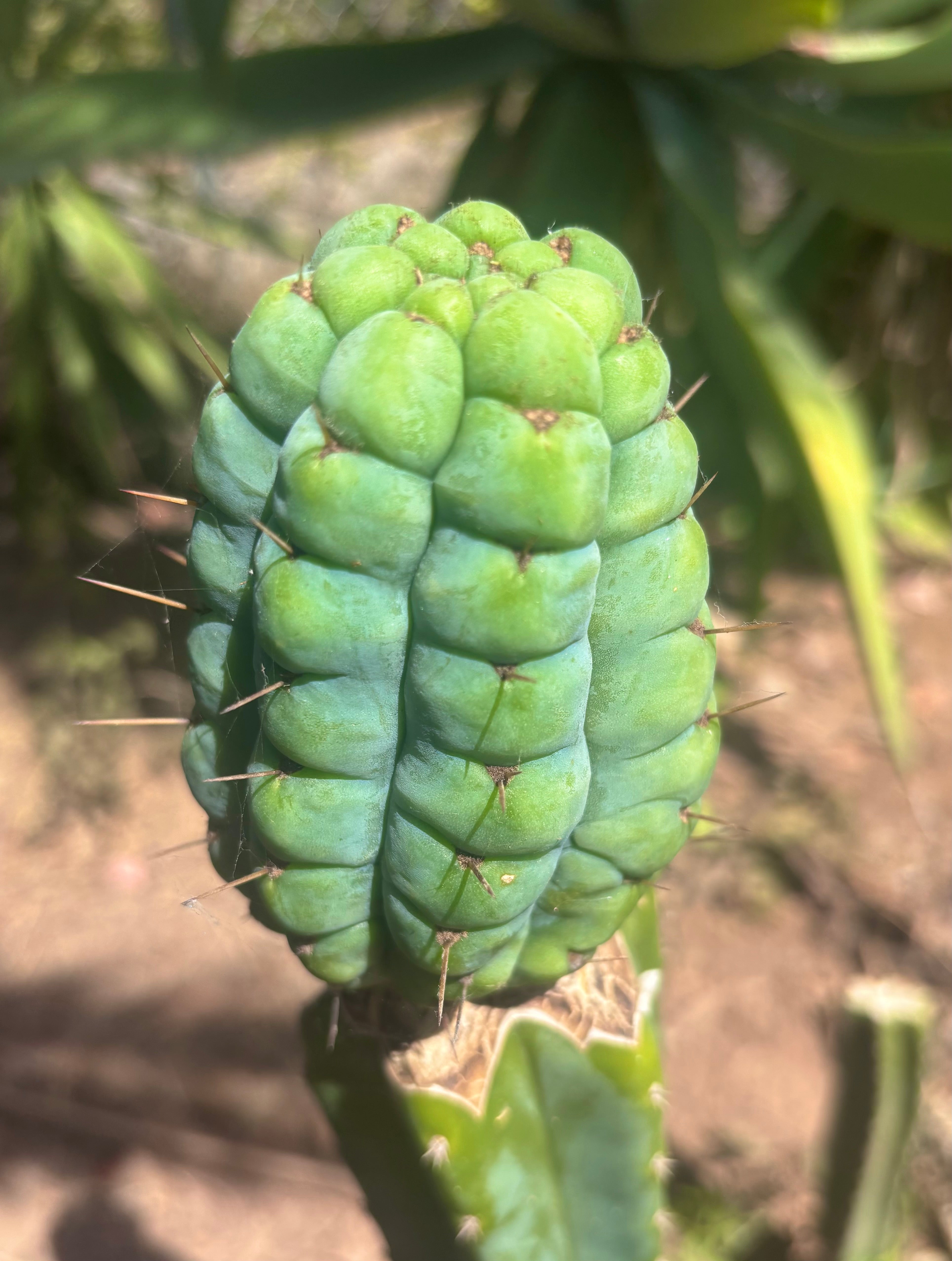 💎👑💎 Havran Preorder!