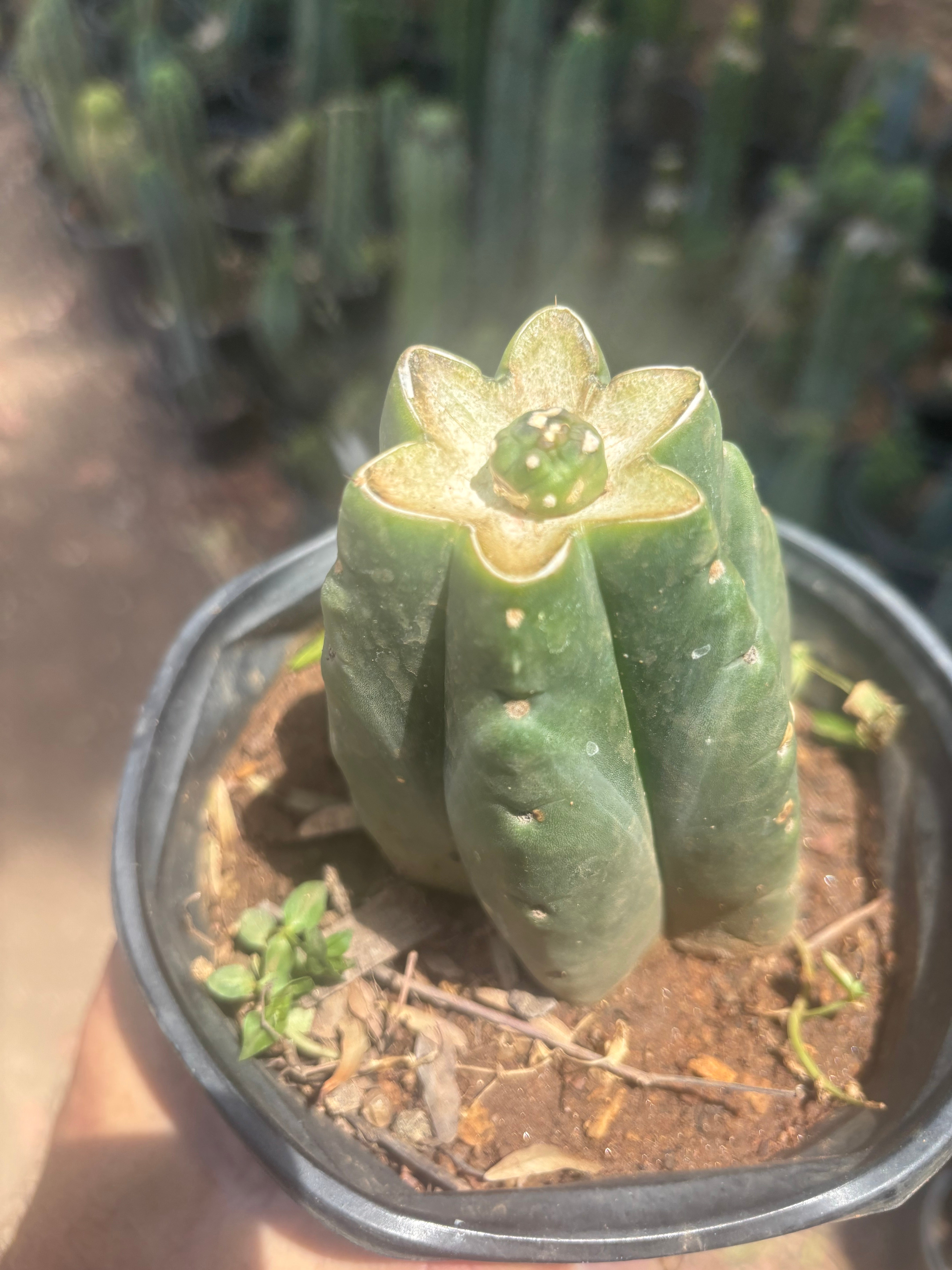 💎👑💎 SCB  — One More Pup Graft on Rooted Pierre
