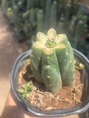 💎👑💎 SCB  — One More Pup Graft on Rooted Pierre
