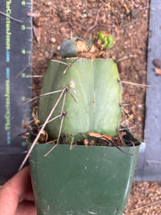 💎👑  Monassa Blue — Pupping Slab Graft on Rooted Hammer