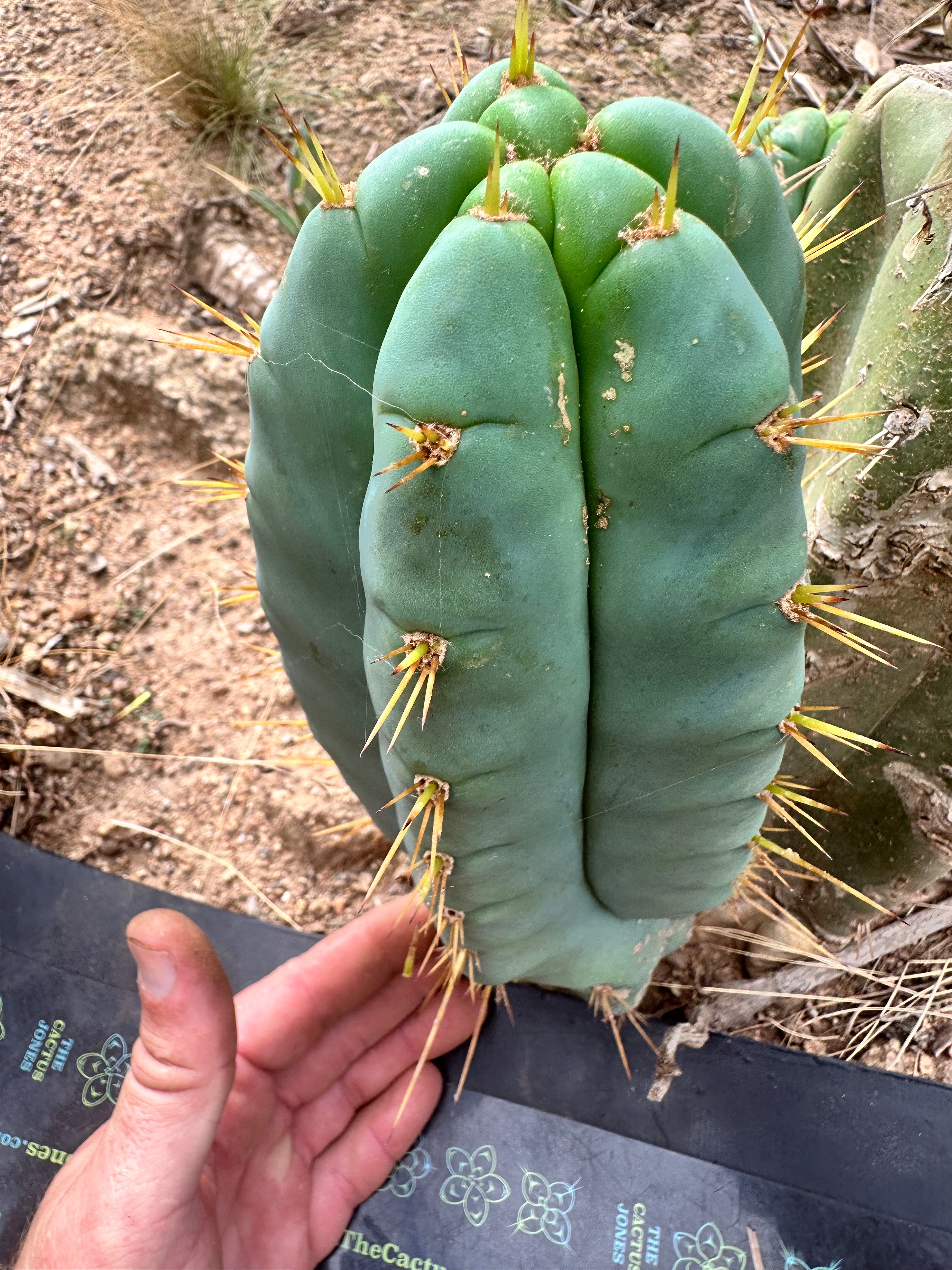 👑 Lotusland Huanu — FAT Blue 10” Pup
