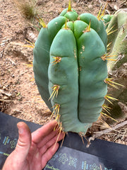 👑 Lotusland Huanu — FAT Blue 10” Pup