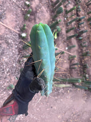 👑💎🌶️ Foolsbreath — XL FourWang 14” Tip