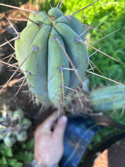 👑🌶️🌶️  Lumberjack — 12” Pup