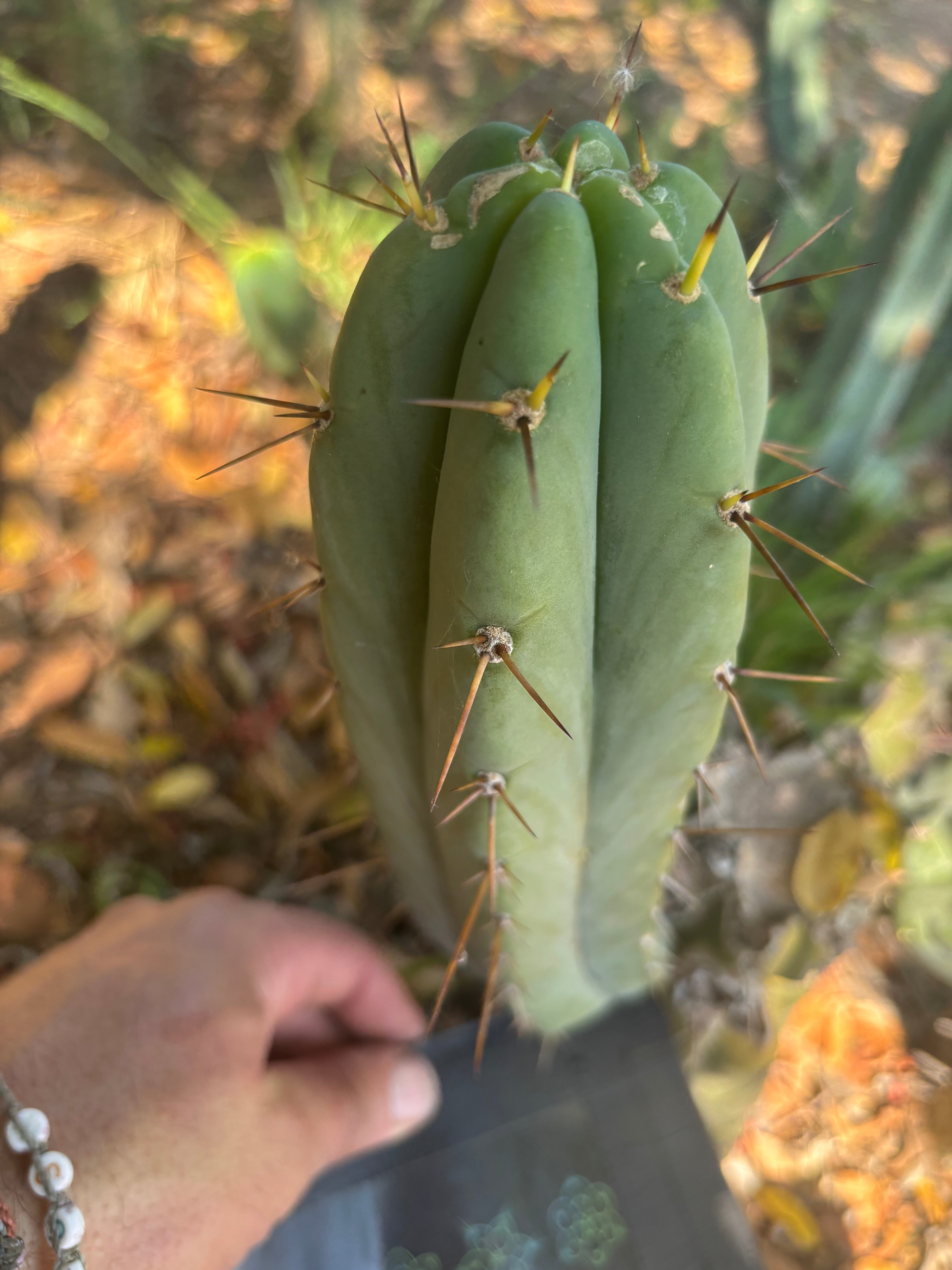 👑🌶️🌶️ Pala — 10” Pup