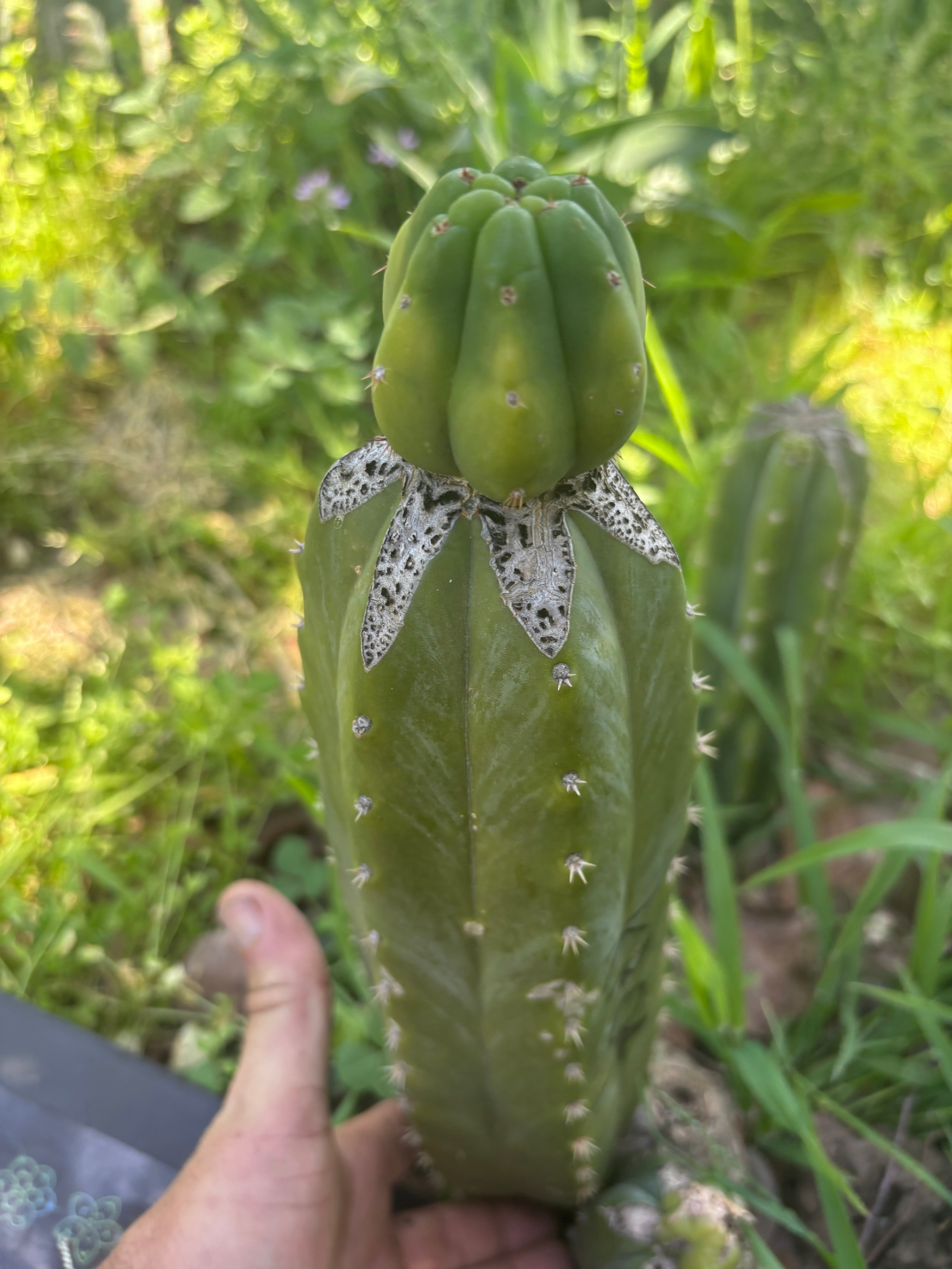 👑🌶️🌶️ KR04 — Fat Tip Graft