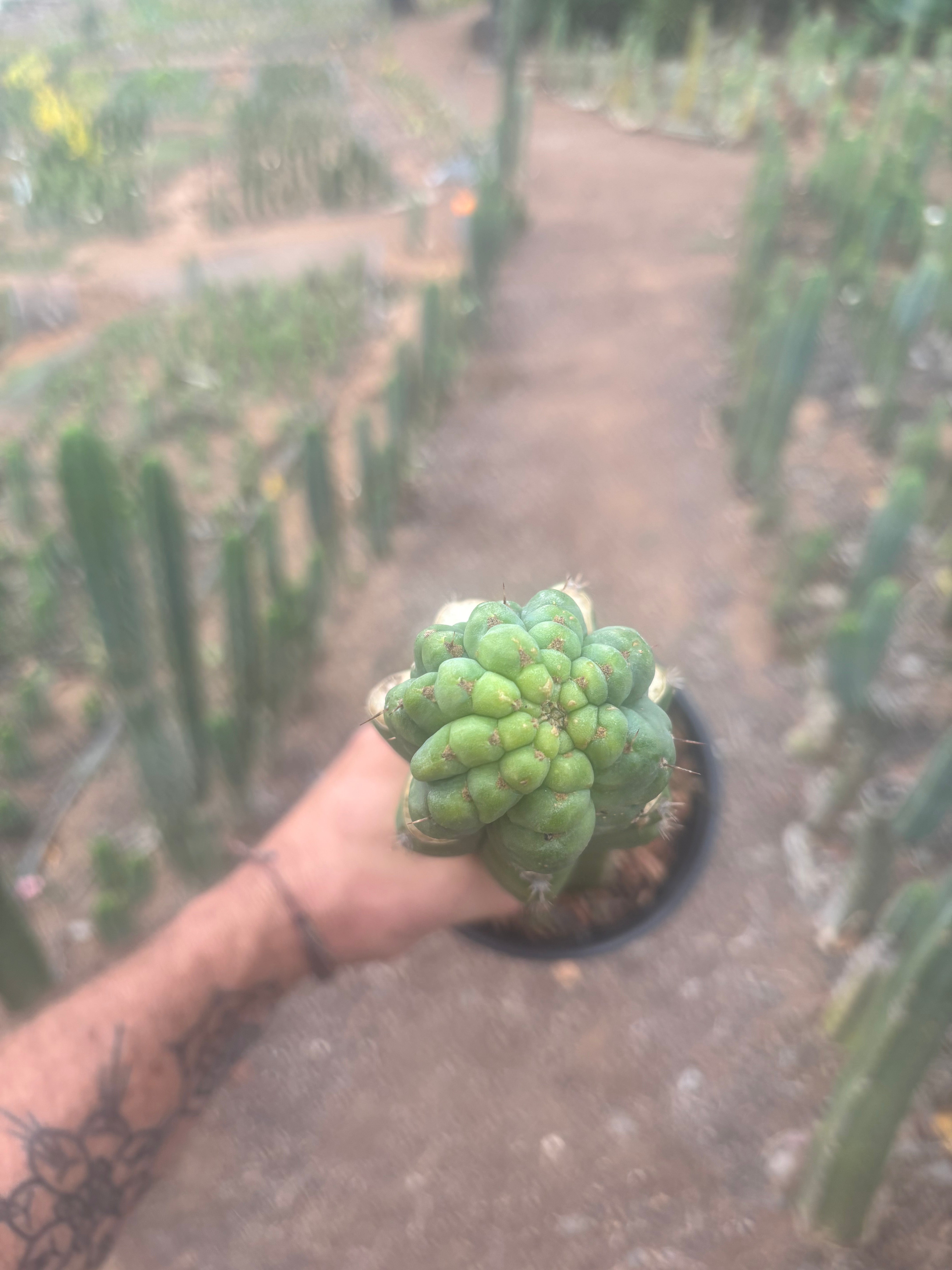 💎👑💎 Havran — XL Established Graft on Rooted 15” PC