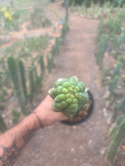 💎👑💎 Havran — XL Established Graft on Rooted 15” PC