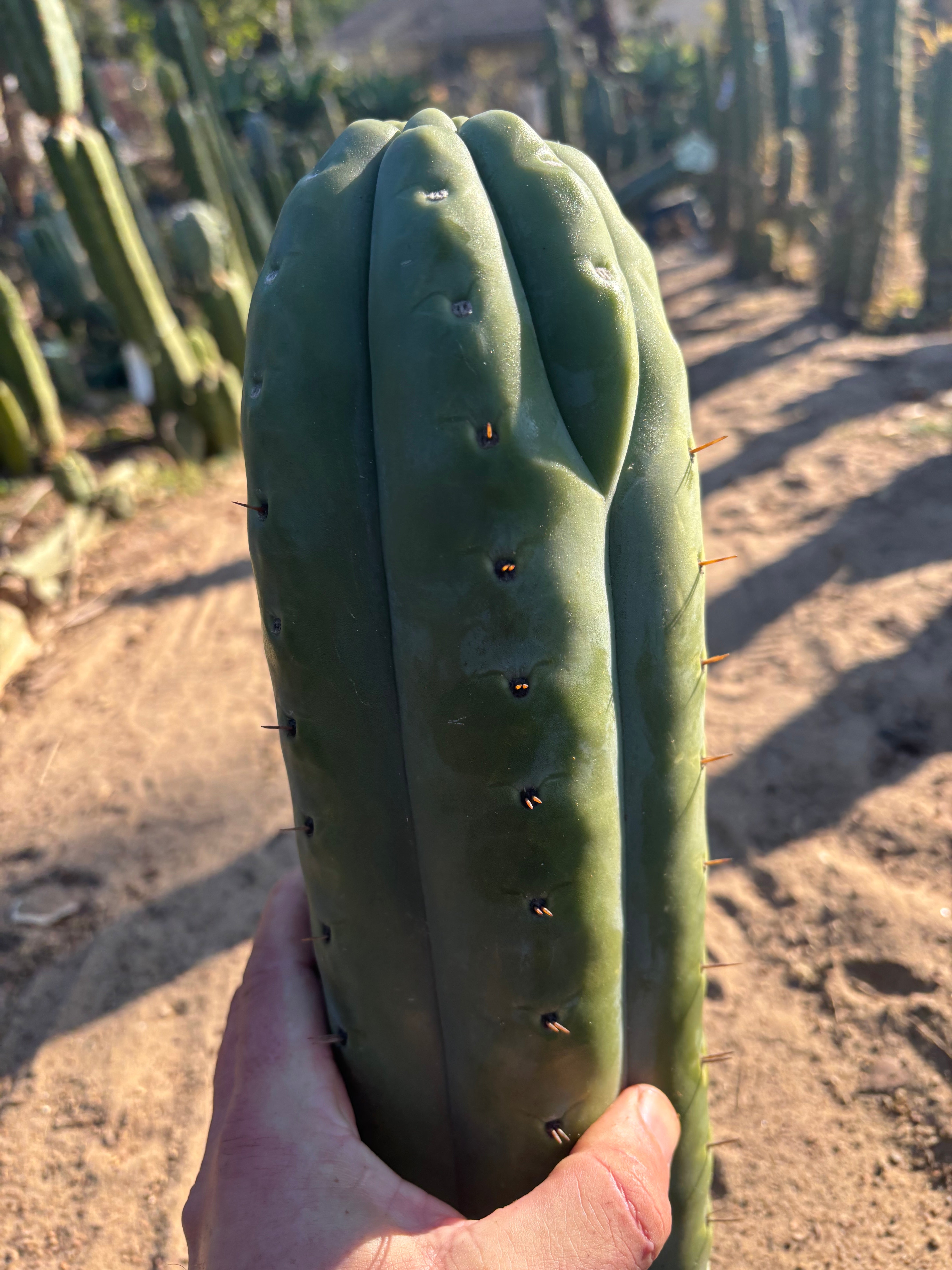 👑💎🌶️  Ashdod — Full Maturity 12” Tip (Last One Ever)