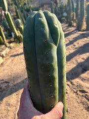 👑💎🌶️  Ashdod — Full Maturity 12” Tip (Last One Ever)