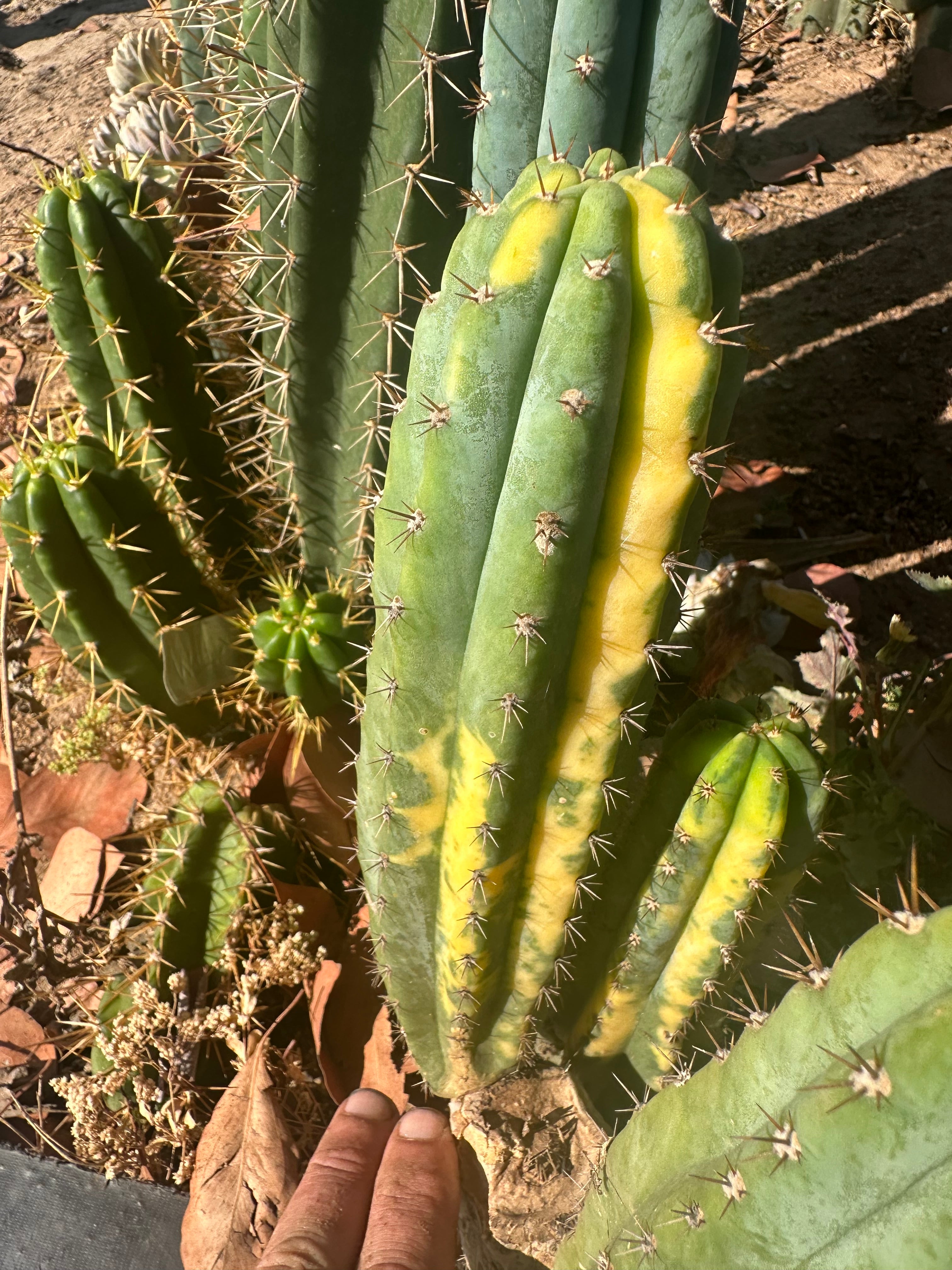 👑 Variegated Pachanoi — 9” Tip