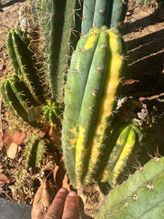 👑 Variegated Pachanoi — 9” Tip