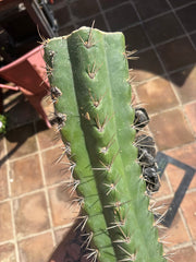🌶️ SS02 x Kimura’s Spiny Giant   — Massive NOTCHY 14” Mid