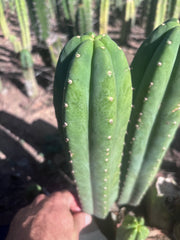 👑🌶️ DaFuq —  13” Pup