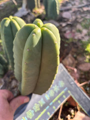 👑🌶️ Zulk — 9” Pup Melon