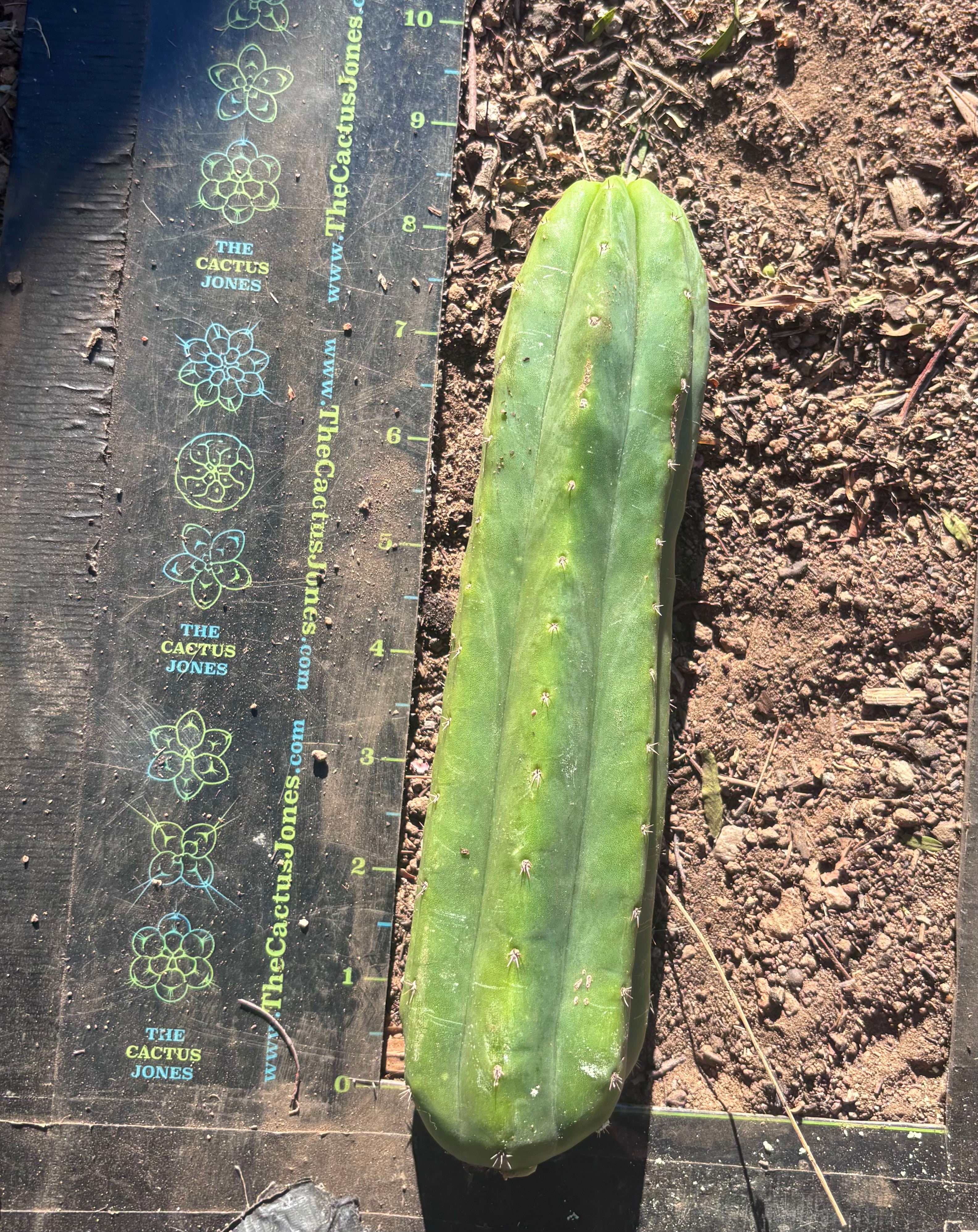 👑🌶️🌶️ Ogun — 9” Tips