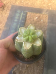 👑💎🌶️  CSD — Pup Graft on Rooted Pierre