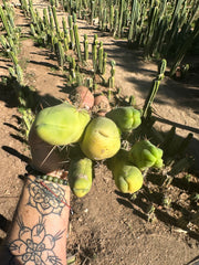 👑🌶️🌶️  TBM  — Rooted Cluster #2