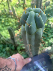 💎🌶️ Sina x SS02  — Thick Melty 10” Tip