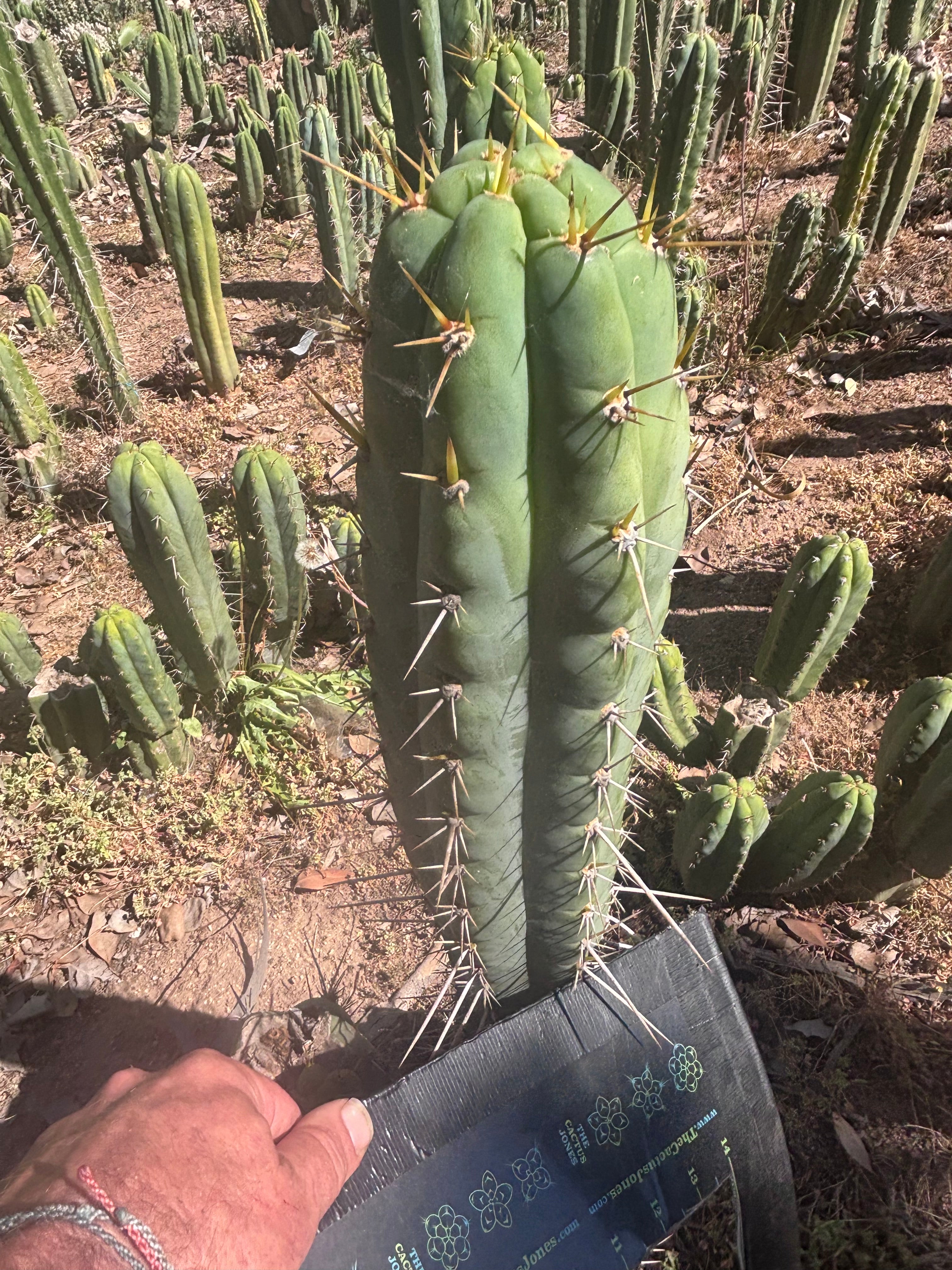 💎 Colossus x Clyde — XL 14” Tip