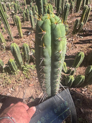 💎 Colossus x Clyde — XL 14” Tip