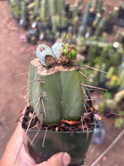 💎👑  Monassa Blue — Pupping Slab Graft on Rooted Hammer