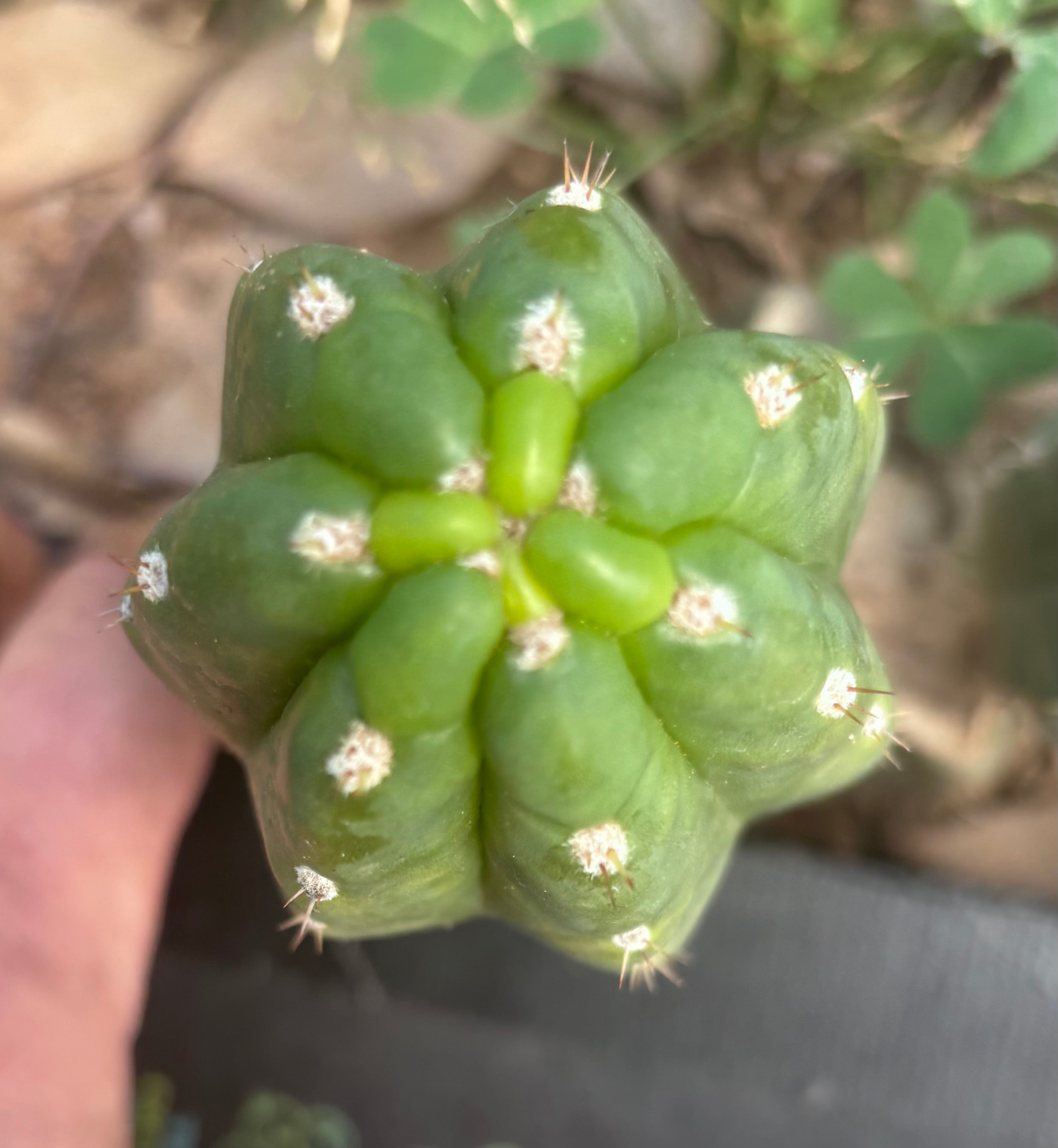 💎👑🌶️  Ichoca — 6” Pup