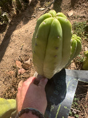 👑🌶️ Maipu — Chonky 10” Pup