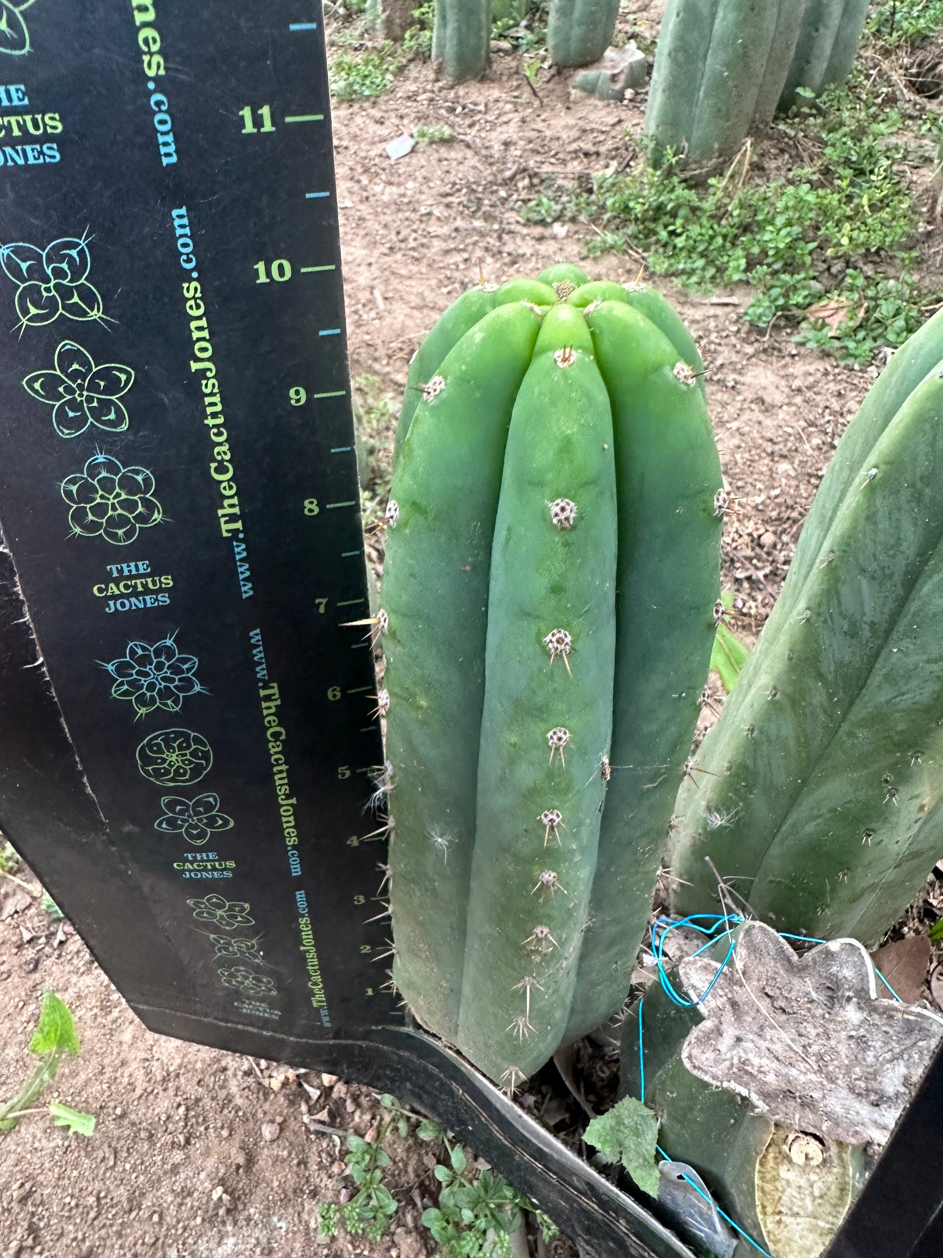 👑🌶️🌶️ Landfill — 10” Pup