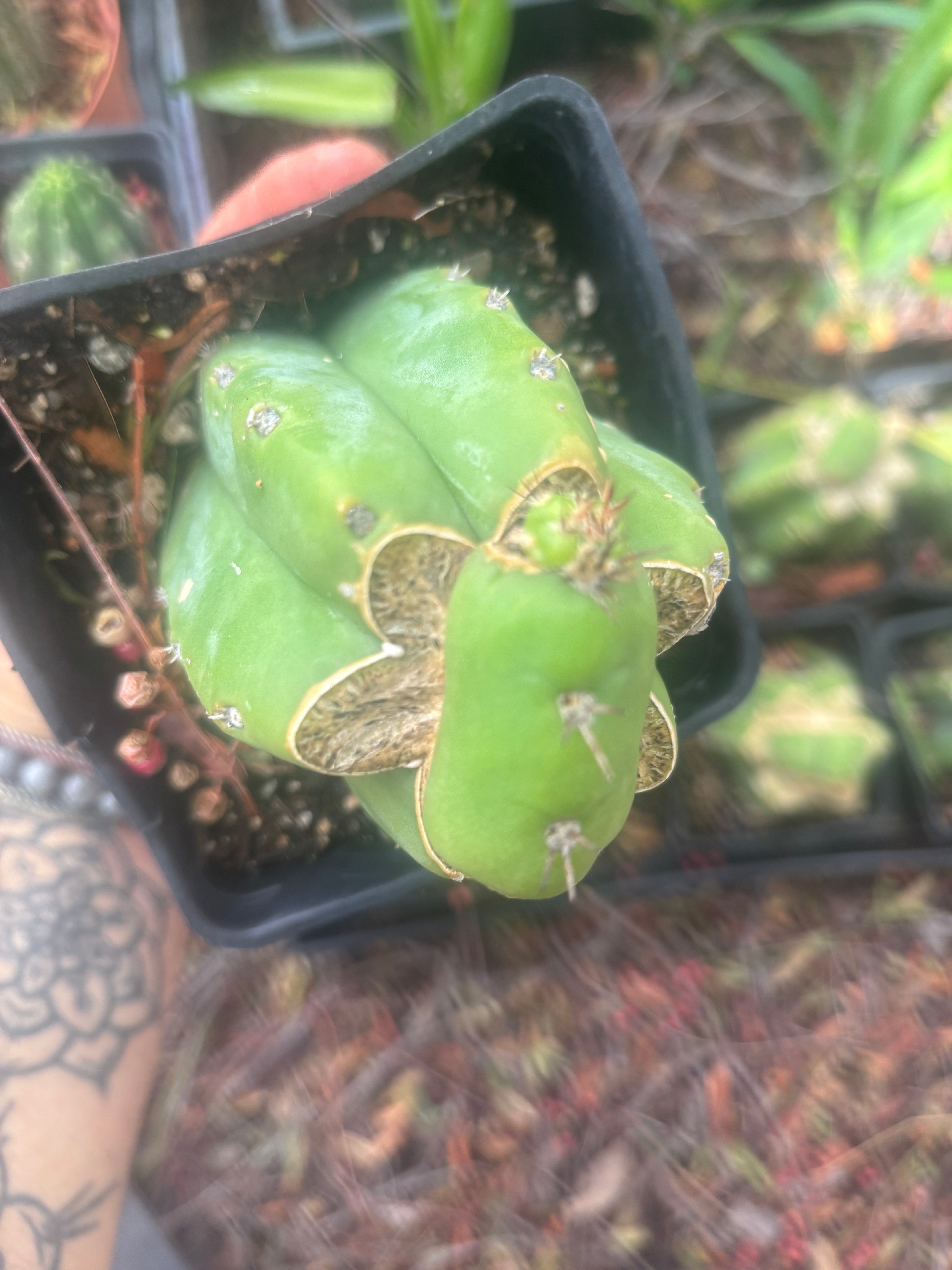 💎👑💎 Parque de las Leyendes —BK08611.4 Clone A —  Rooted Slab Graft w/ Pup Starting