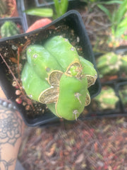 💎👑💎 Parque de las Leyendes —BK08611.4 Clone A —  Rooted Slab Graft w/ Pup Starting