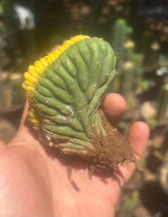 💎🔰💎 Crested Variegated Pachanoi — Perfect Color Split Crest w/ Roots