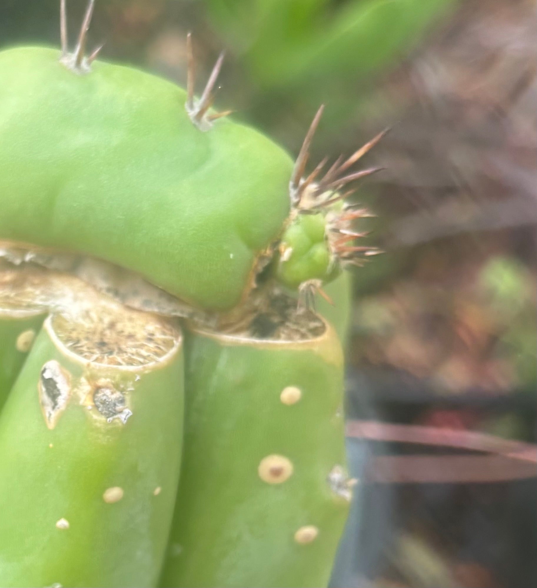 💎👑💎 Parque de las Leyendes —BK08611.4 Clone A —  Rooted Slab Graft w/ Pup Starting