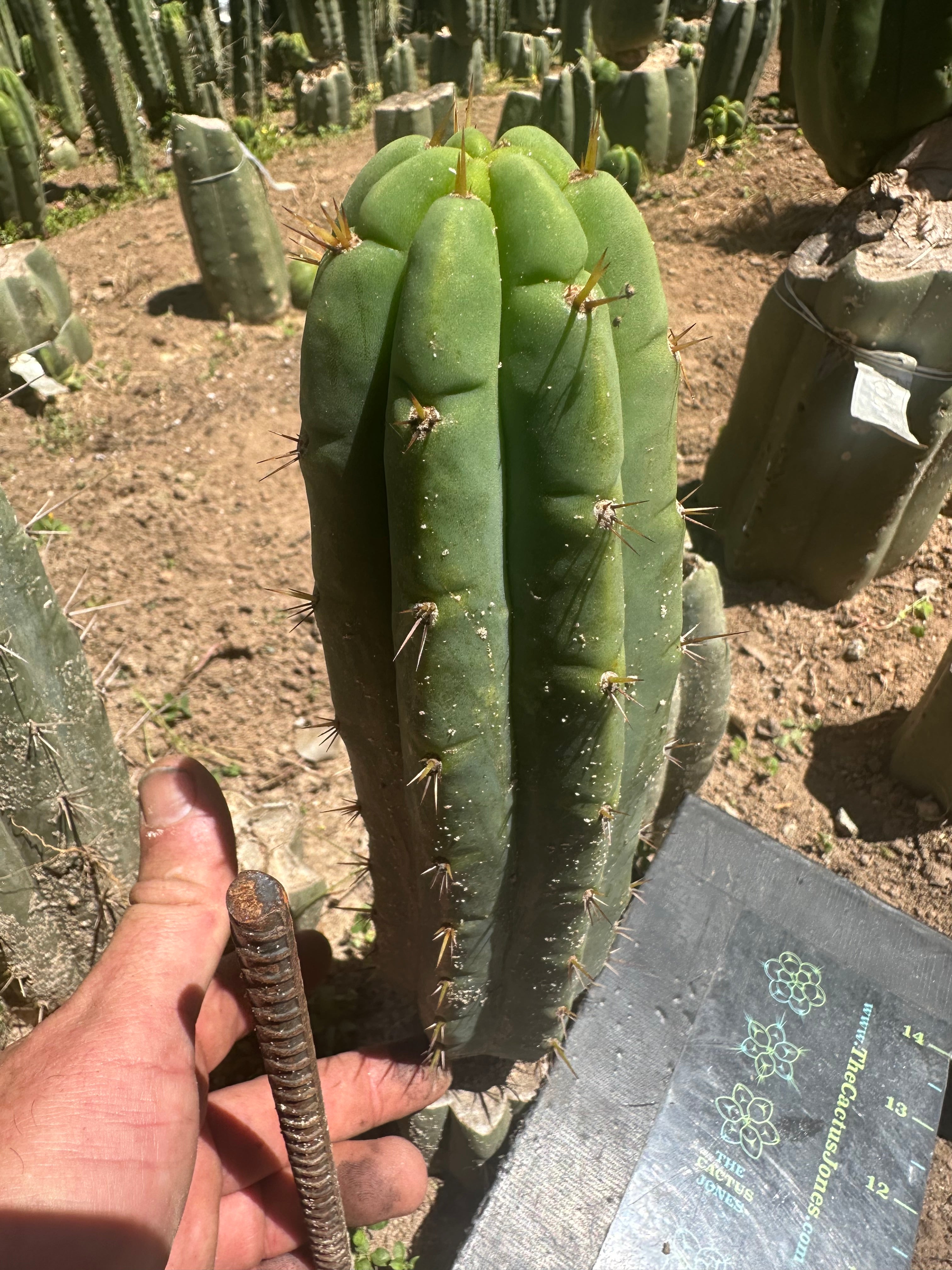 💎👑🌶️🌶️ Austy’s Bomb (TNT) — 11” Pup