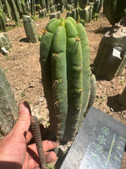 💎👑🌶️🌶️ Austy’s Bomb (TNT) — 11” Pup