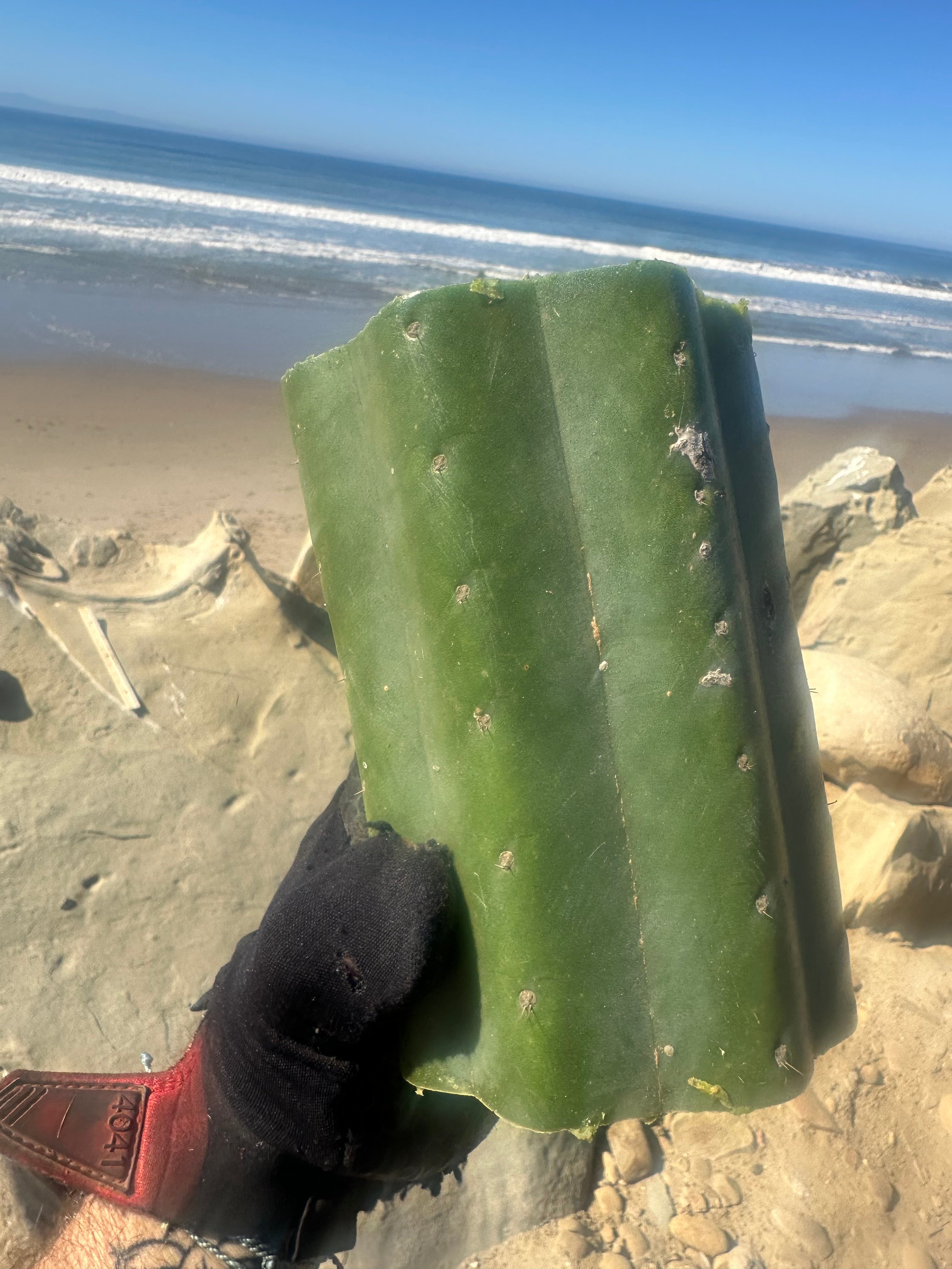 👑🌶️ Tom Juuls Giant  — 7” Mid Chonks