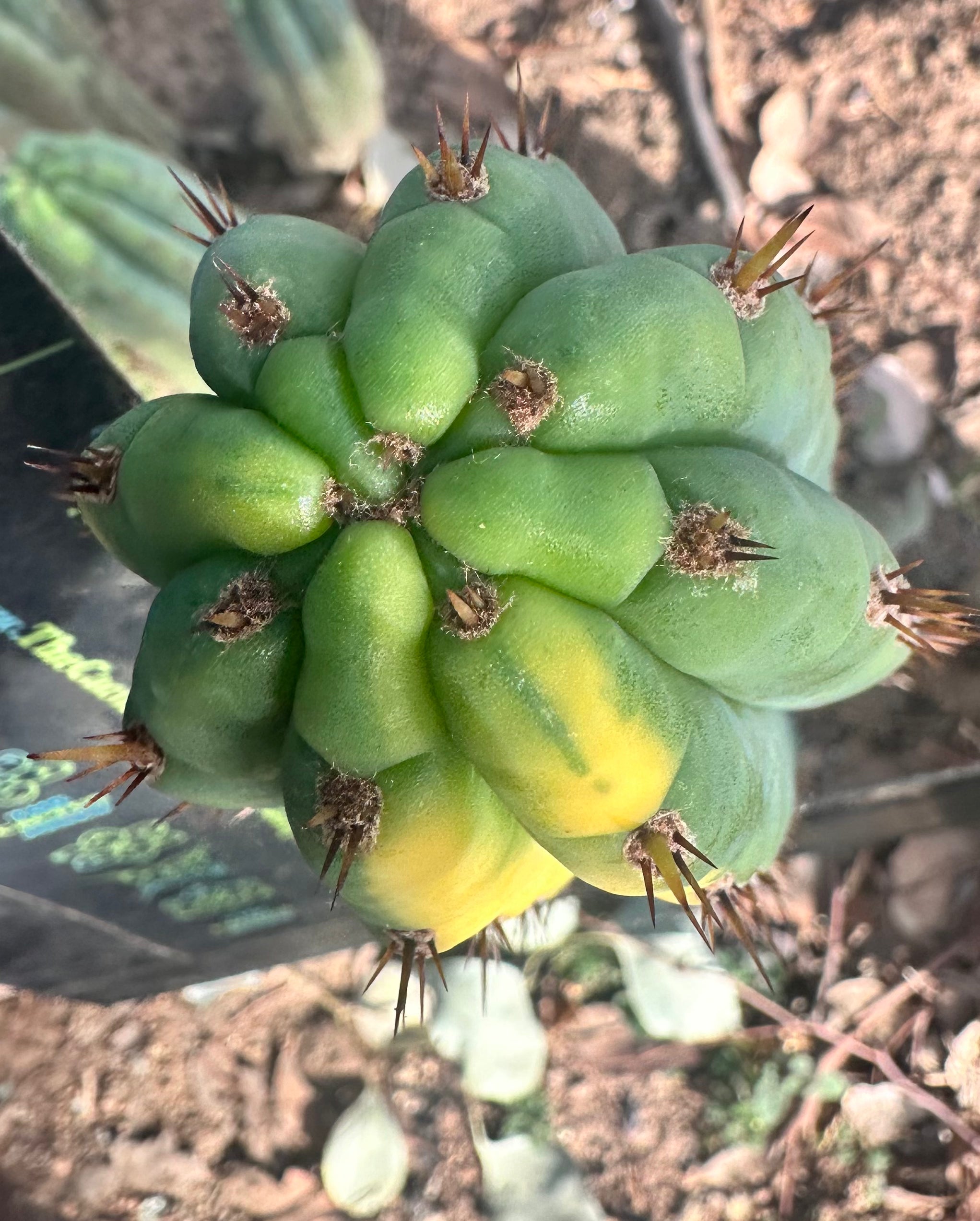 👑 Variegated Pachanoi — 9” Tip
