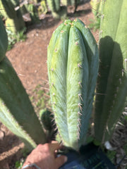 💎👑🌶️ Kimnach — Beefy XL 15” Pup