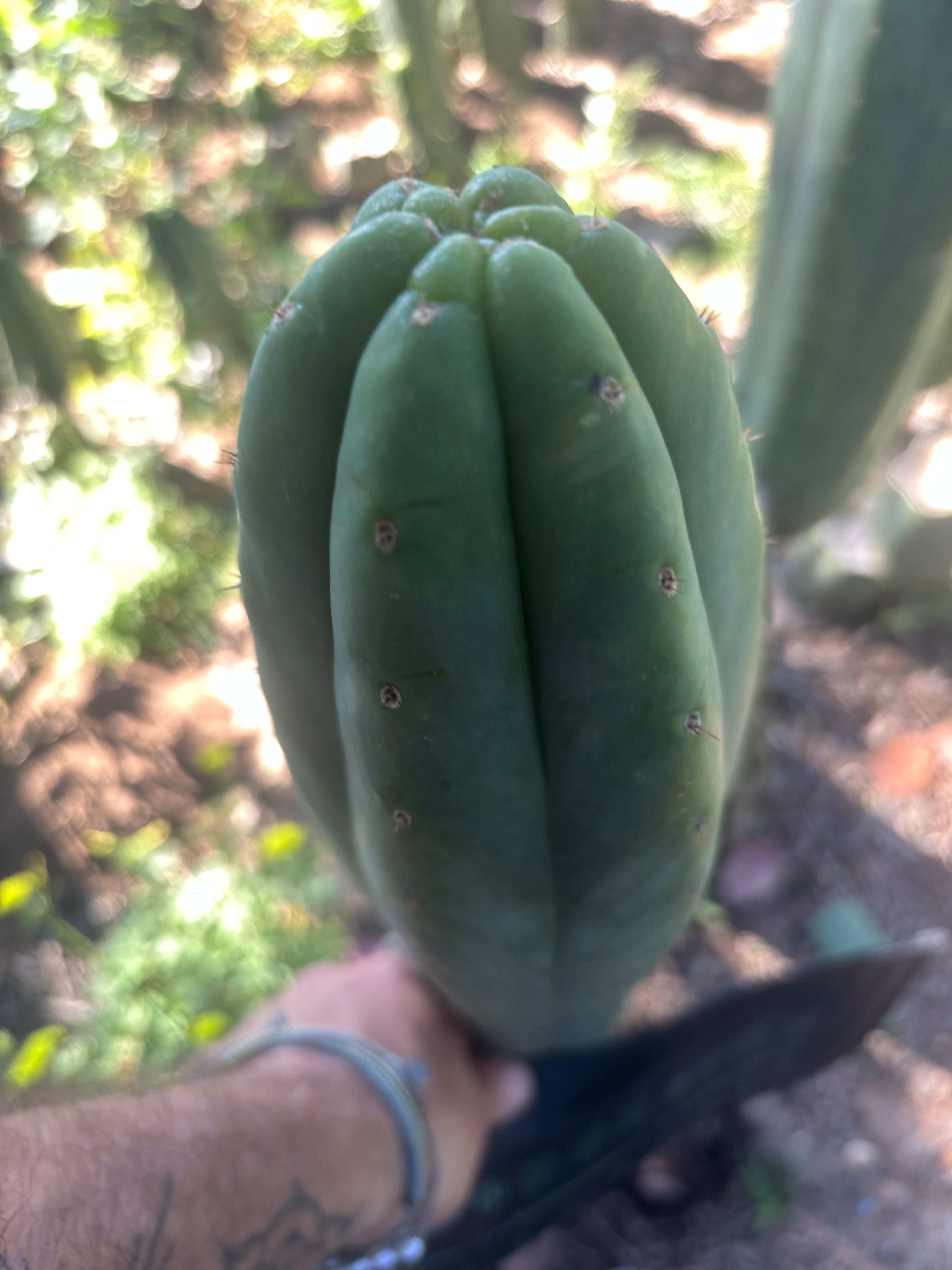 👑🌶️🌶️ Ogun — XL 14” Tip