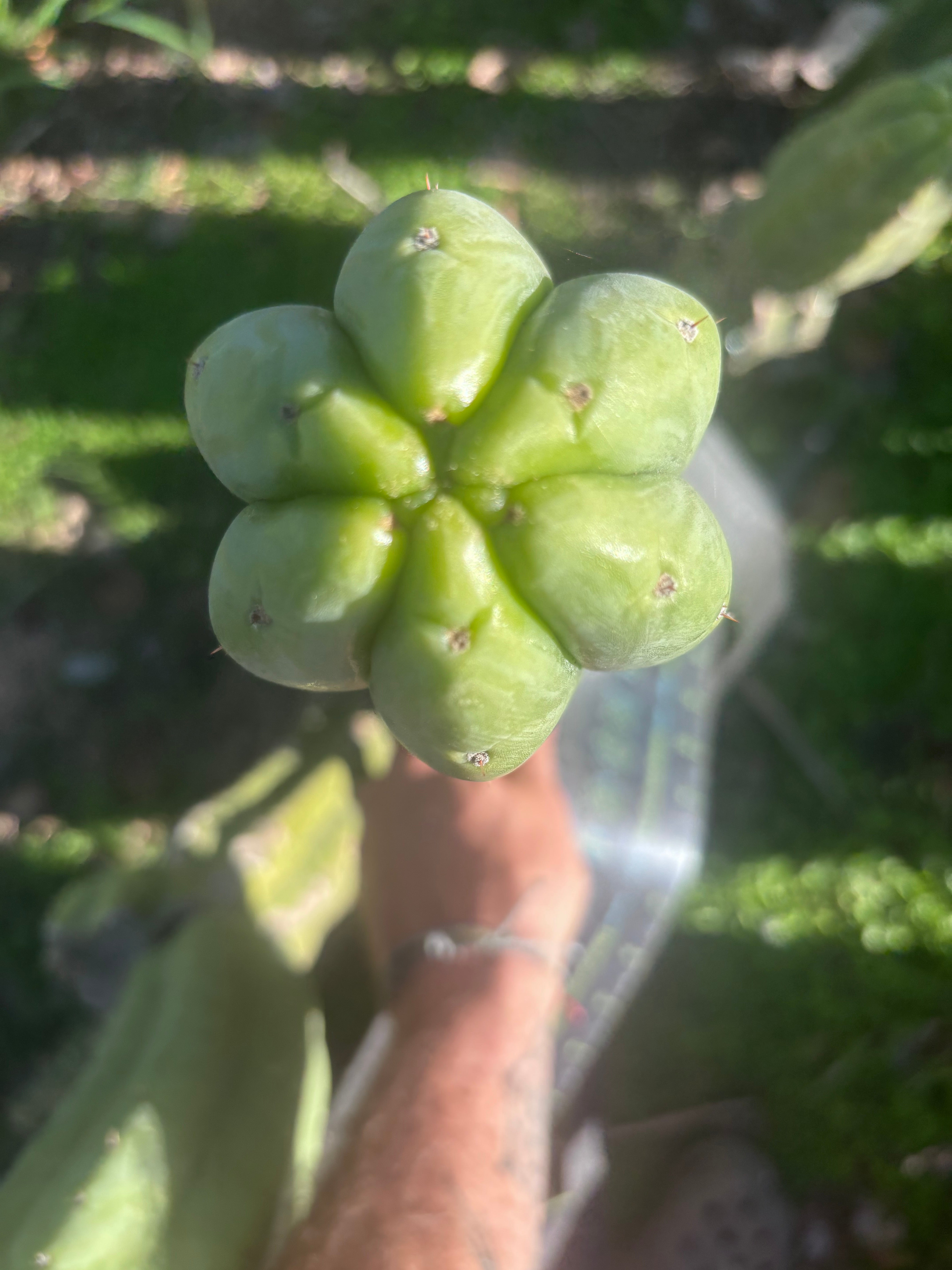 💎👑🌶️🌶️ Ogun — XL 15” Pup